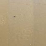 प्रतापगढ़ सई नदी में युवक का शव मिला, पुलिस जांच में जुटी