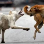 नोएडा रजत विहार में कुत्ते का हमला, मेड को काटा, लोग परेशान