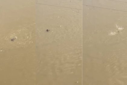 प्रतापगढ़ सई नदी में युवक का शव मिला, पुलिस जांच में जुटी