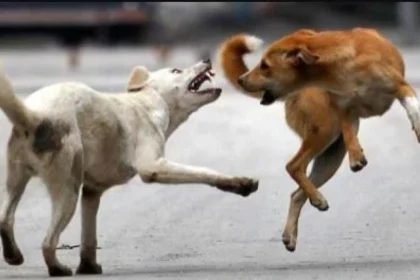 नोएडा रजत विहार में कुत्ते का हमला, मेड को काटा, लोग परेशान