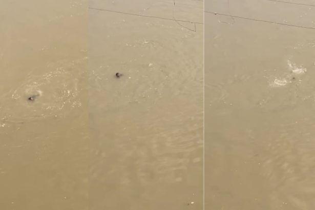 प्रतापगढ़ सई नदी में युवक का शव मिला, पुलिस जांच में जुटी