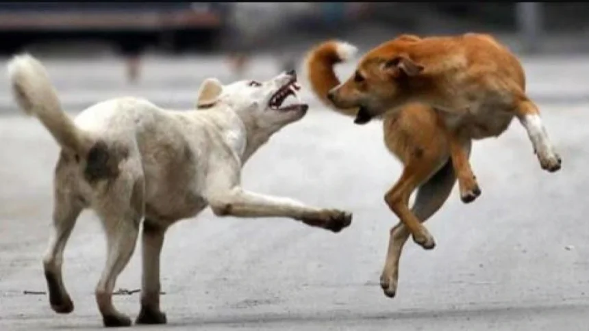 नोएडा रजत विहार में कुत्ते का हमला, मेड को काटा, लोग परेशान