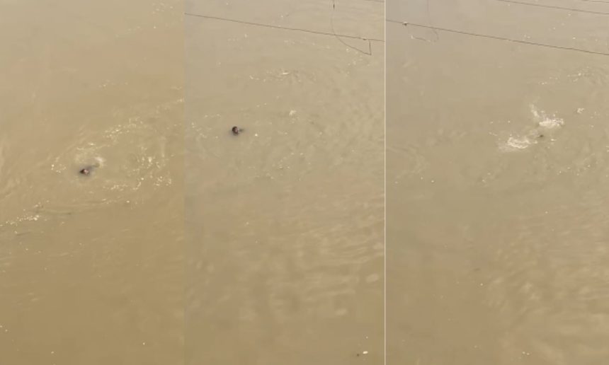 प्रतापगढ़ सई नदी में युवक का शव मिला, पुलिस जांच में जुटी